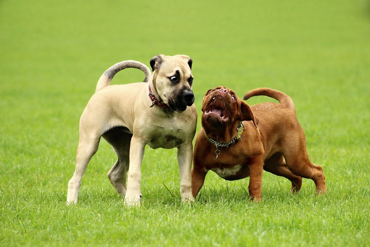 Der Französische Bulldogge Mischling Frops, Jackbull und Co.