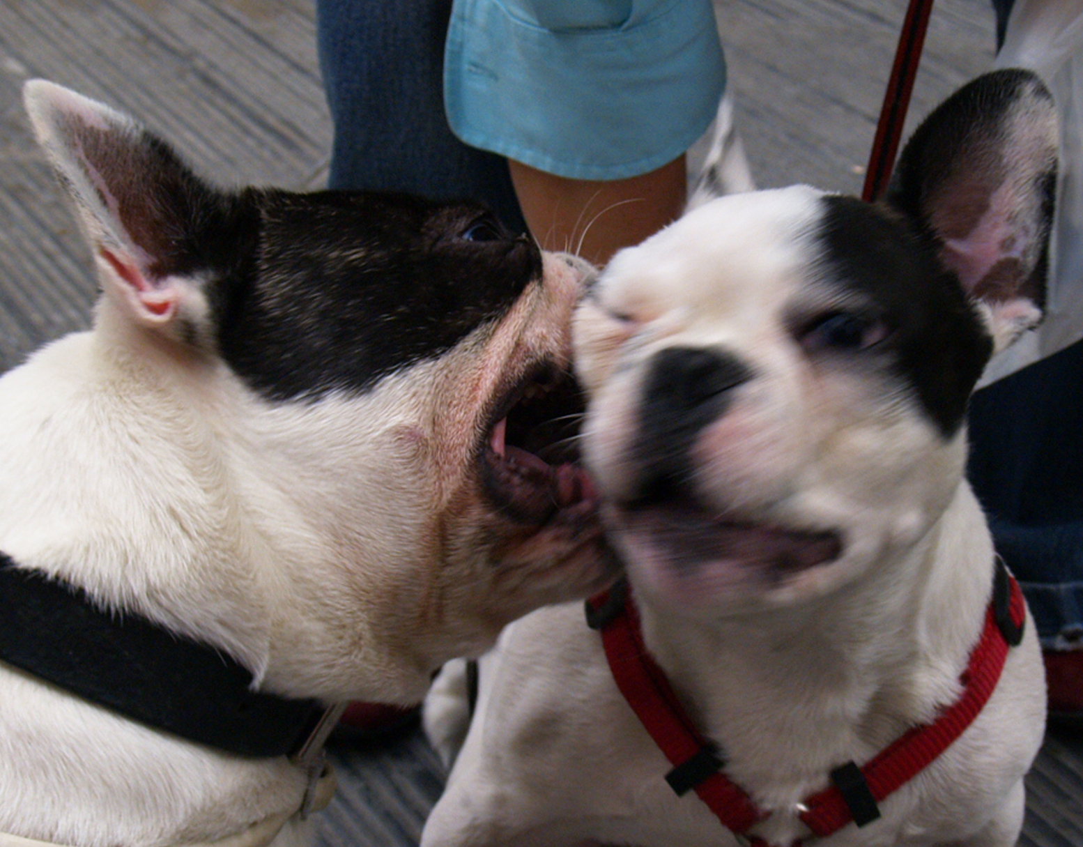 ist die englische bulldogge ein listenhund