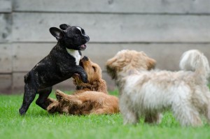 playing-puppies-790638_1280
